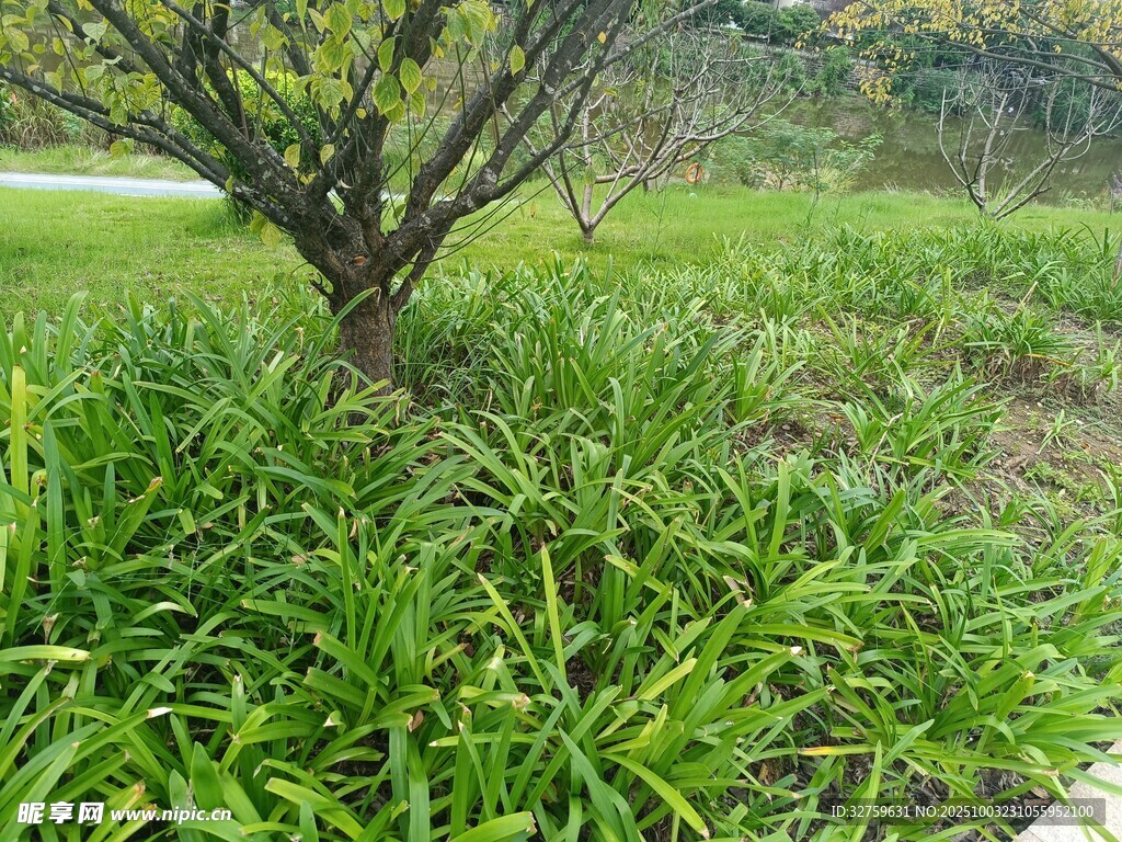 树下葱郁绿草景观