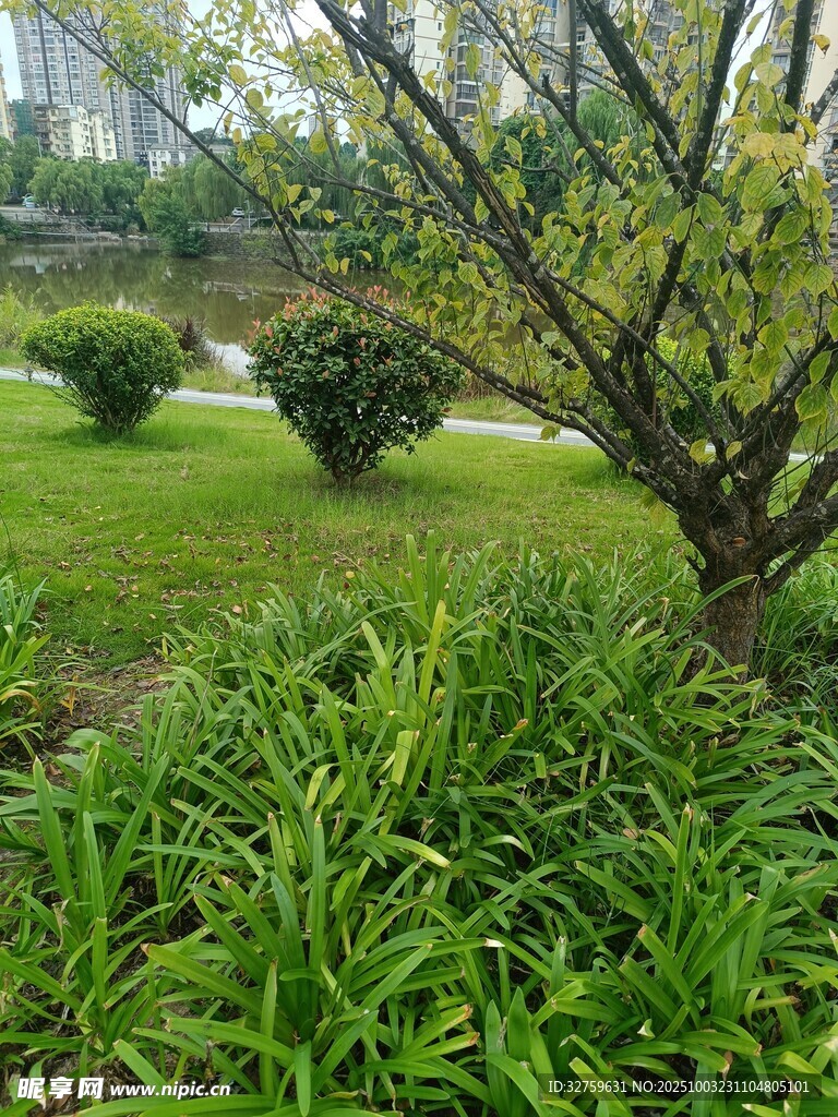 园林绿植景观一角