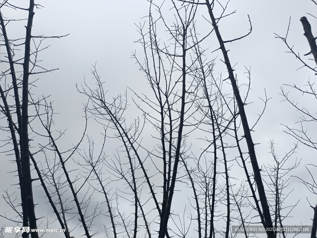 枯树林立的萧瑟景象