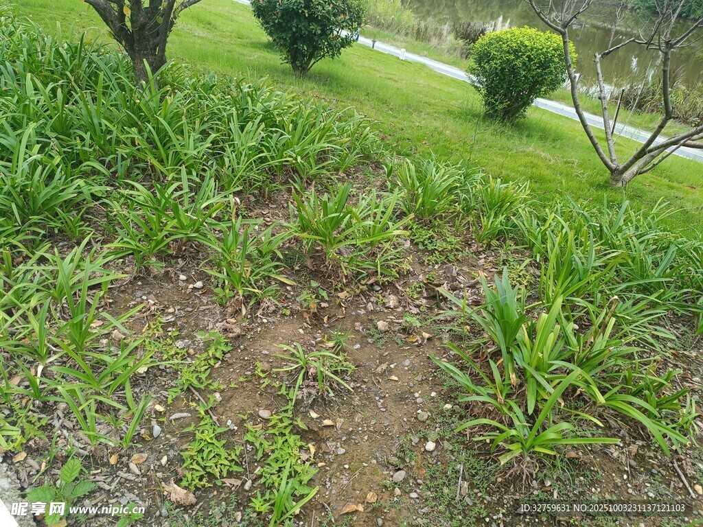户外草地绿植景观画面