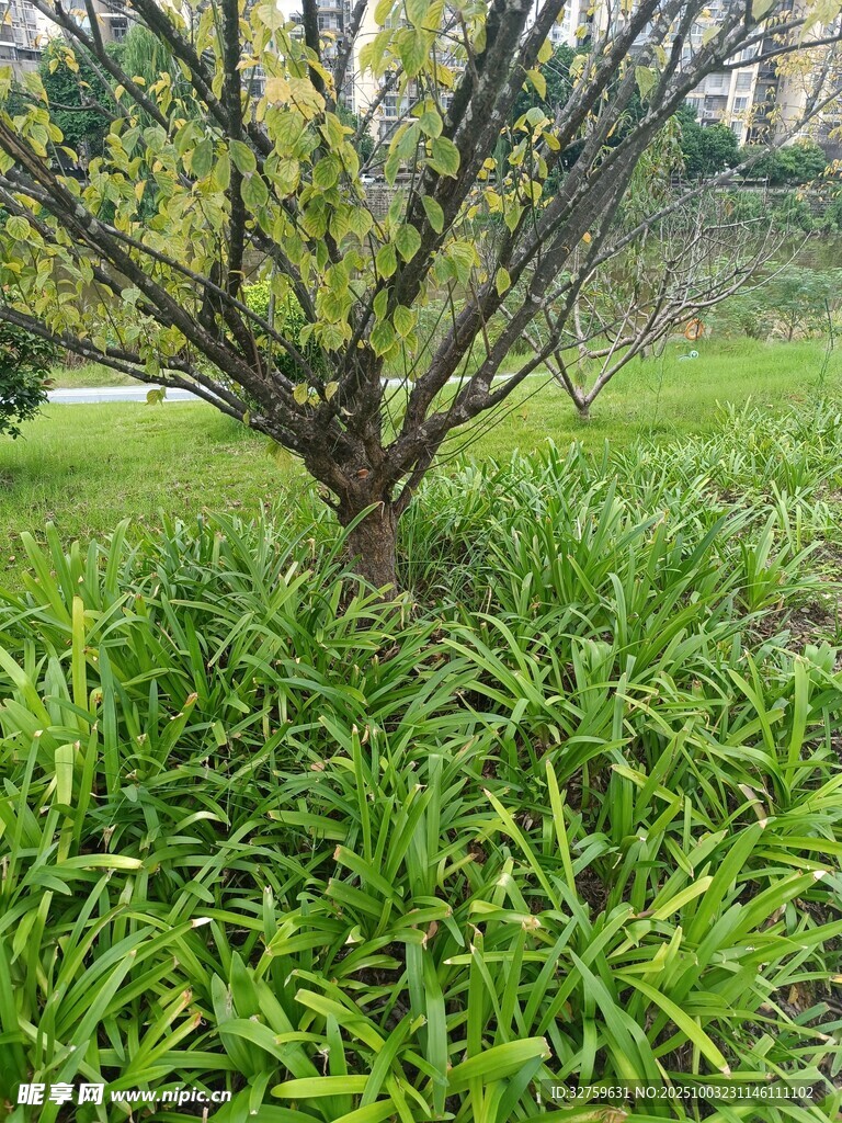 草地中的孤树