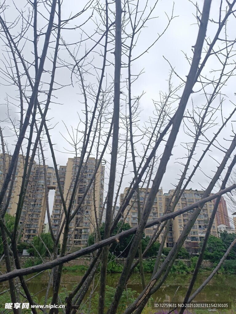 冬日枯枝后的城市建筑