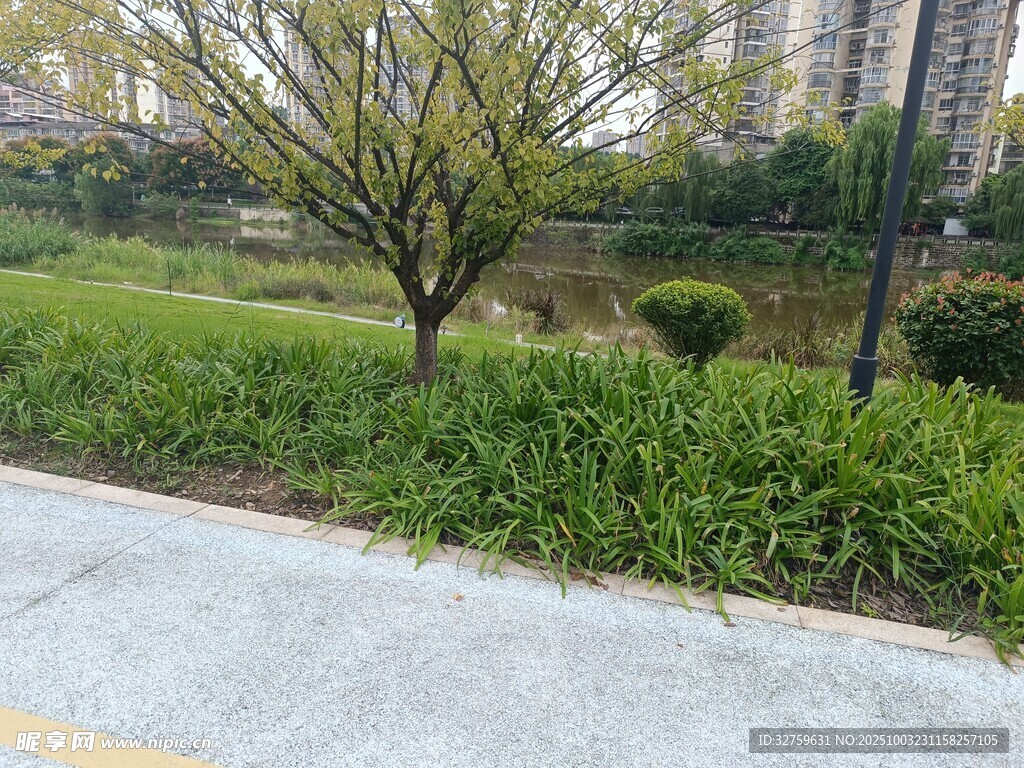 城市路边绿意盎然景致