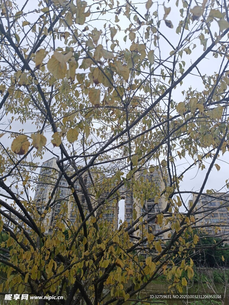 秋日枝头黄叶与背景景色
