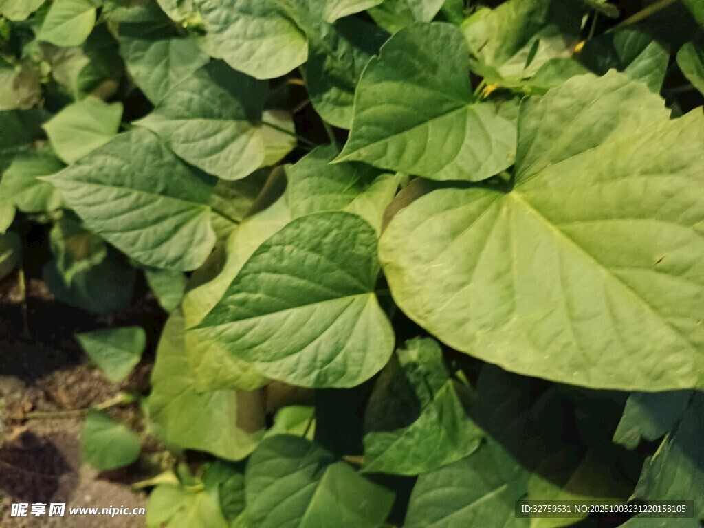 绿叶植物特写