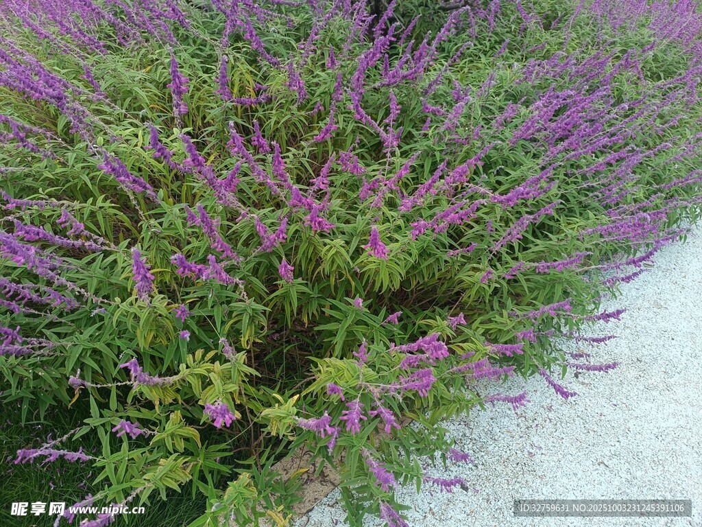紫色花卉绿植景观