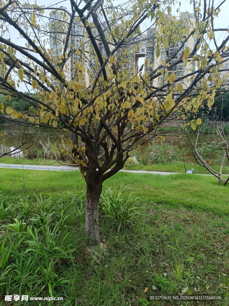 春日独树 