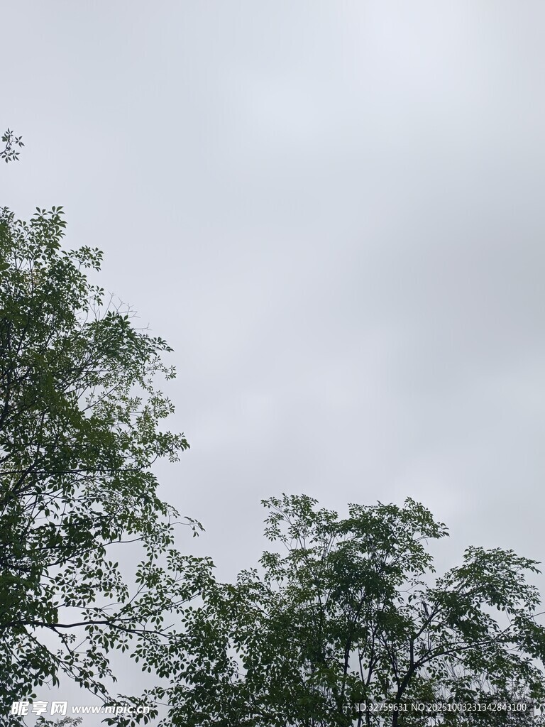 树梢上的灰蒙天空