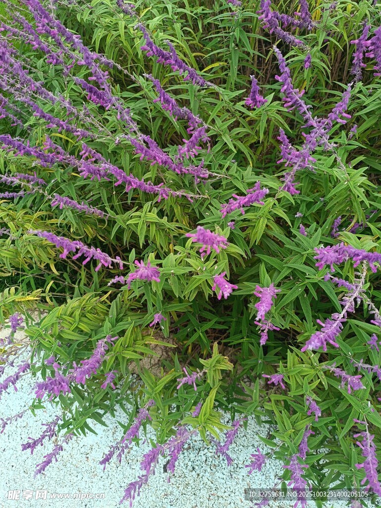 紫色花卉丛