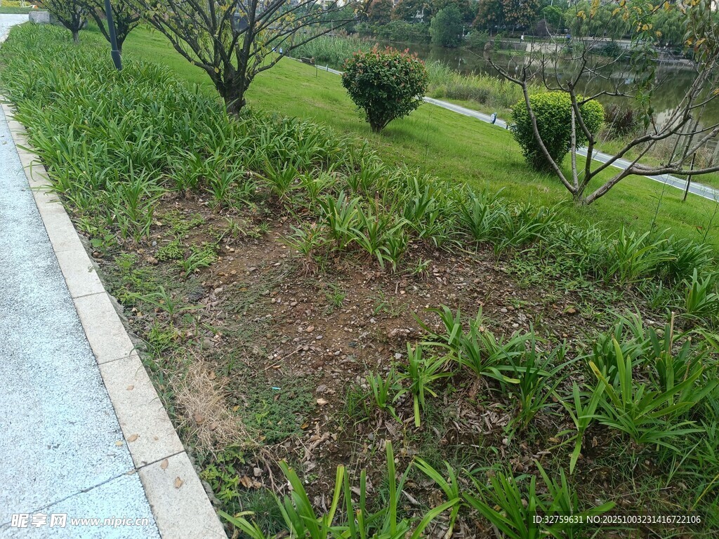 路边绿意盎然的草地景观