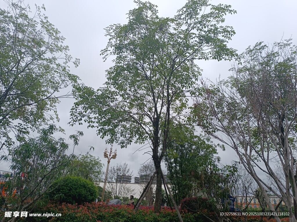 雨中葱郁树木景观