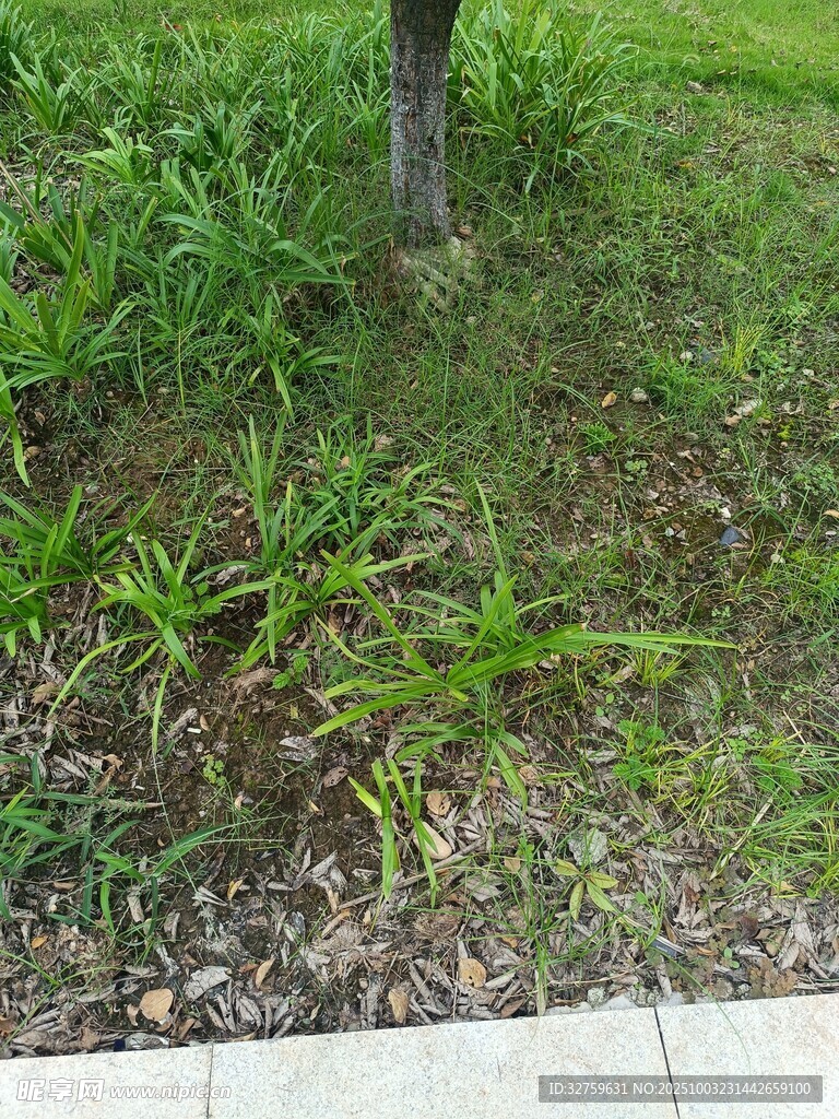 树下草地绿植景观