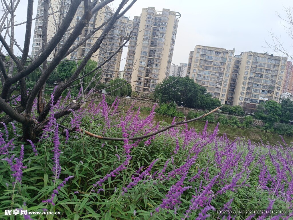 城市中绽放的紫色花丛