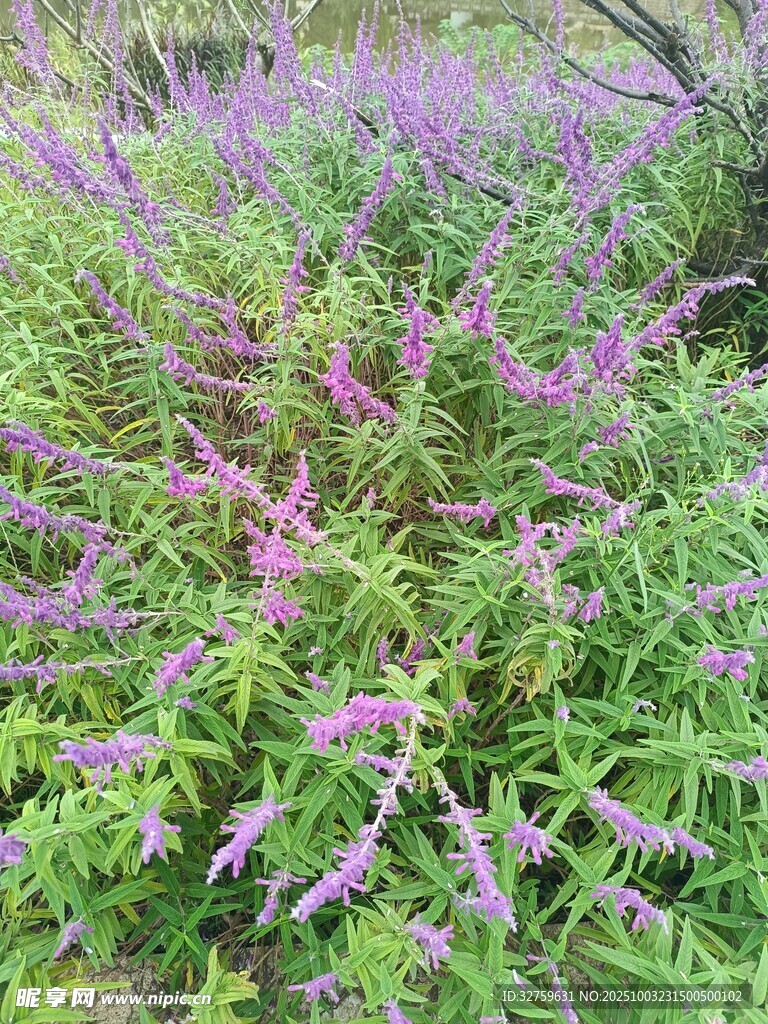 紫色花卉绿植景观