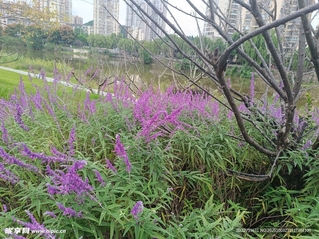 城市中绽放的紫色野花