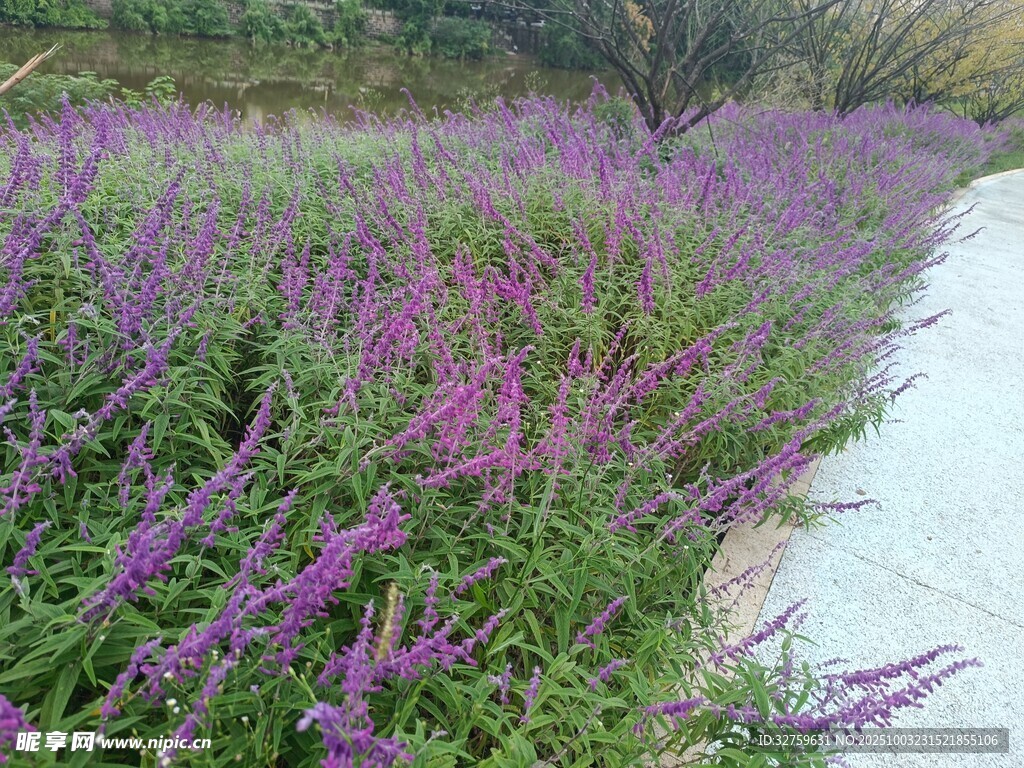 紫色花丛旁的蜿蜒小路