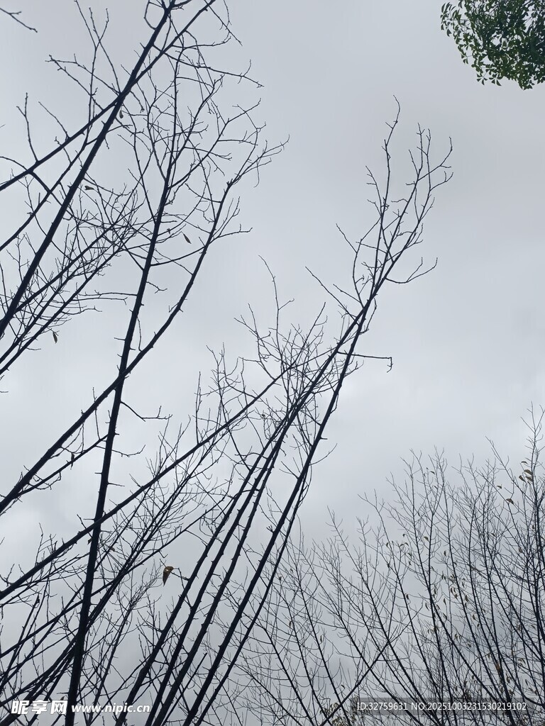 冬日枯树林景象