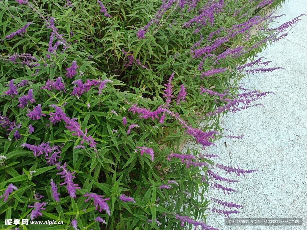 紫色花卉与绿植景观