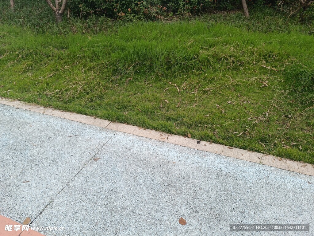路边草地与水泥路面景观