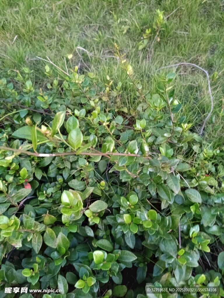 翠绿繁茂的灌木丛