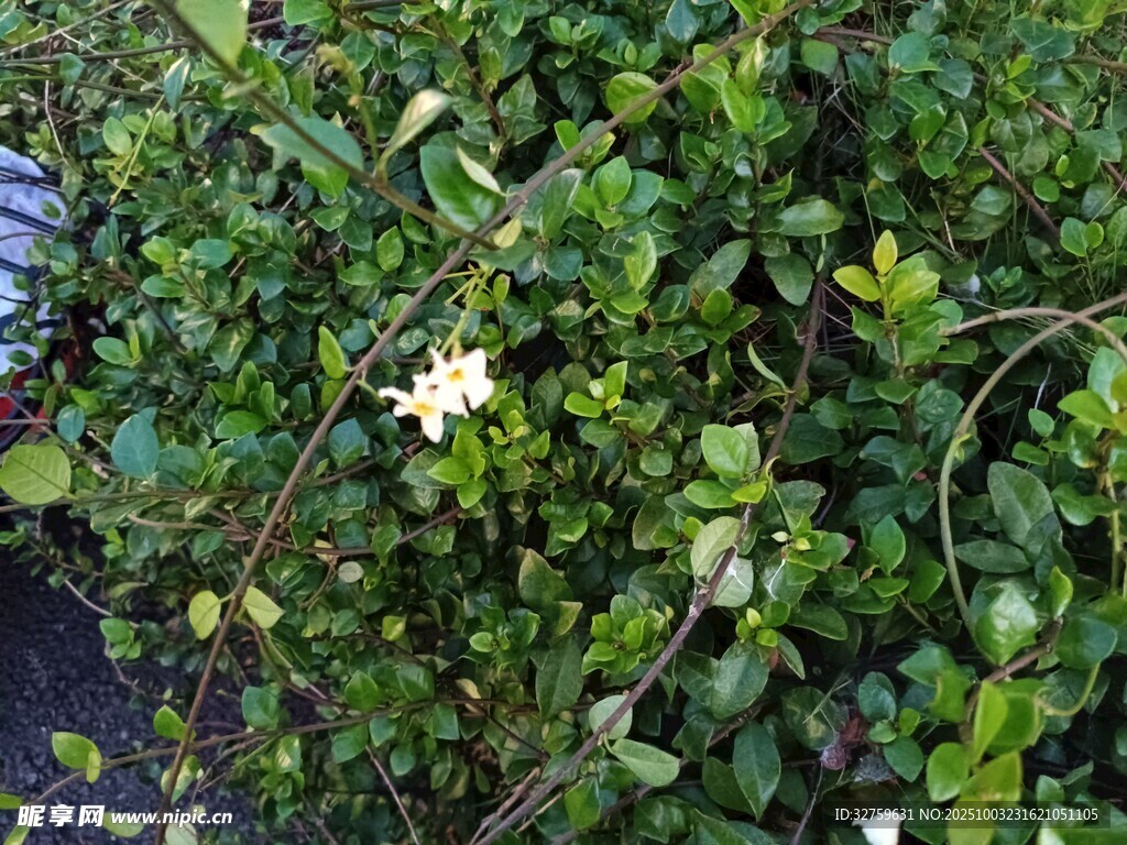 绿叶丛中绽放的白色小花