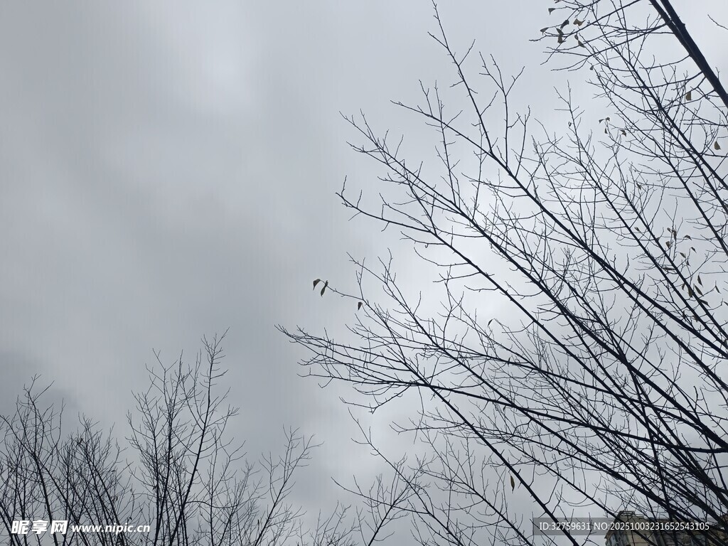 冬日枯树与阴沉天空