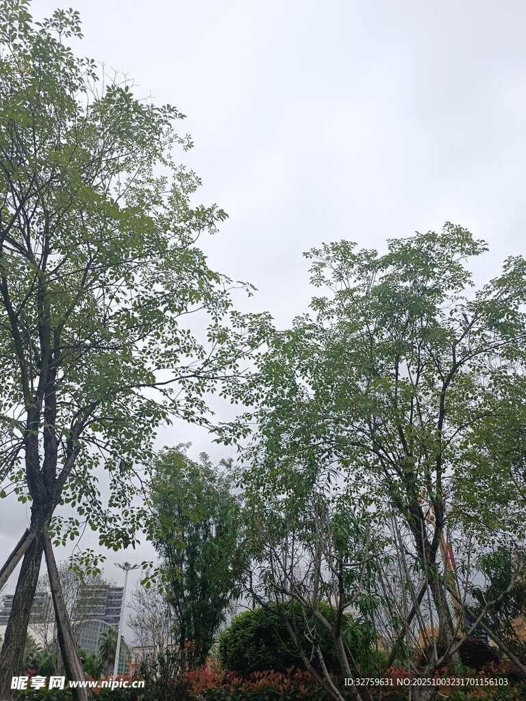 户外绿树景观