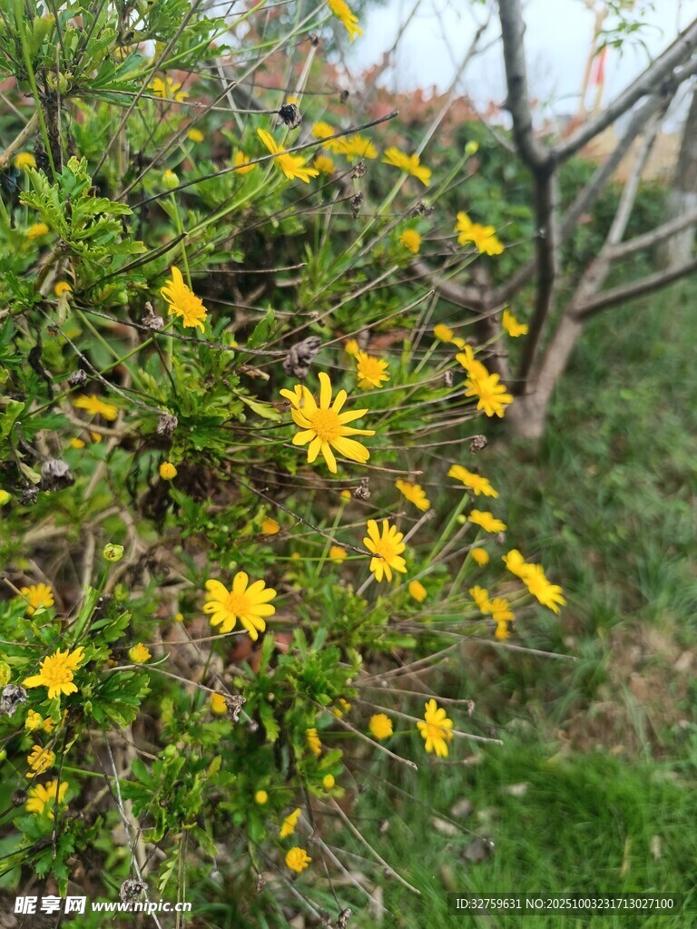 枝头绽放的明黄色小花