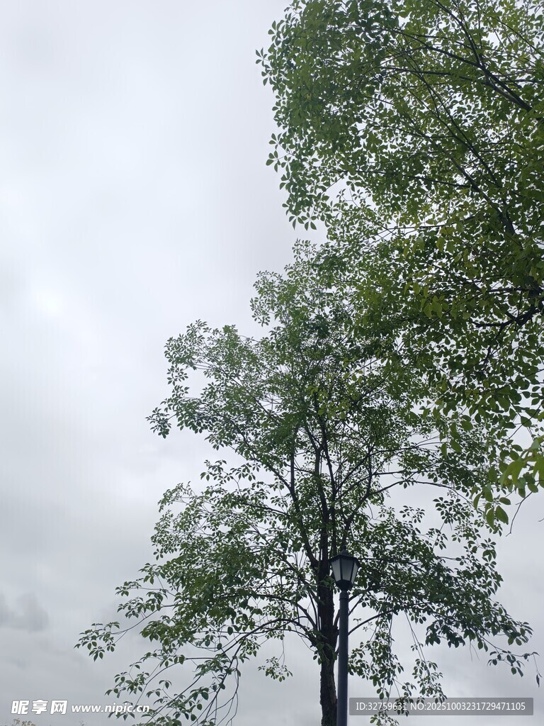 雨中挺立的绿树