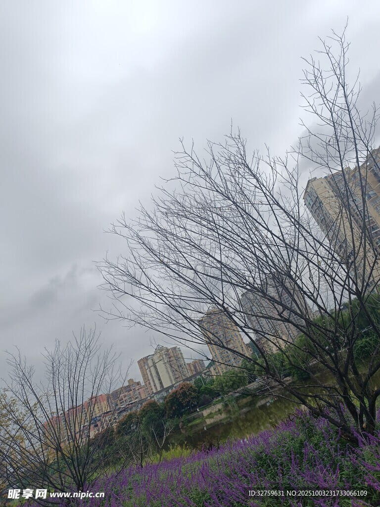 阴天城市边的紫色花与枯树