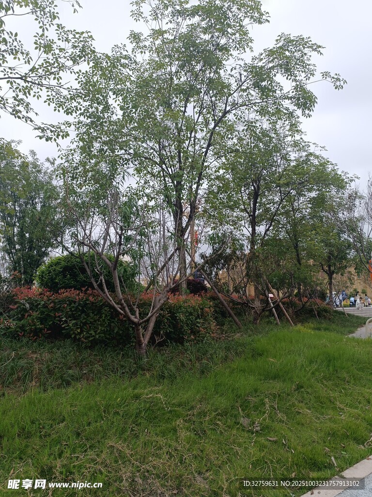 户外绿树草地景观