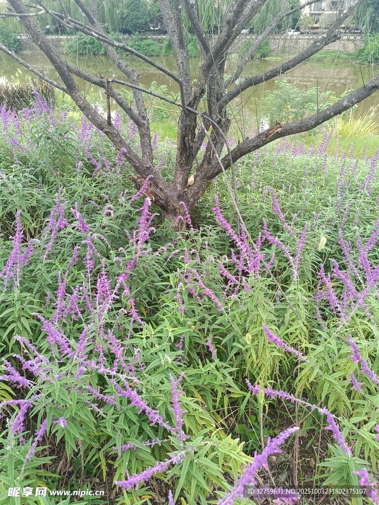 紫色花草环绕的树木景观