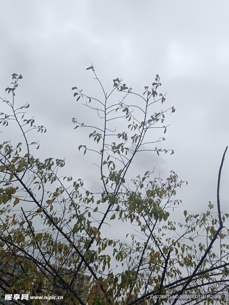 枝头嫩叶映灰白天空