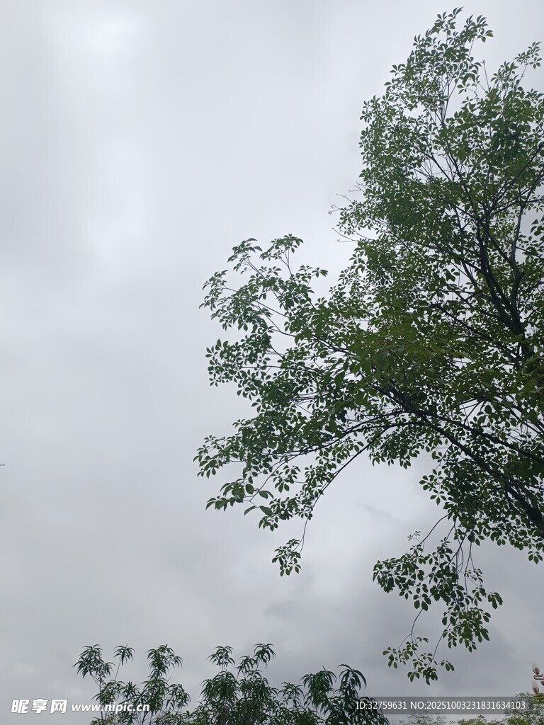 天空下的葱郁树梢