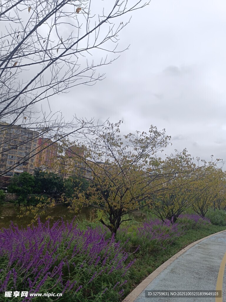 路边紫花与树木风景