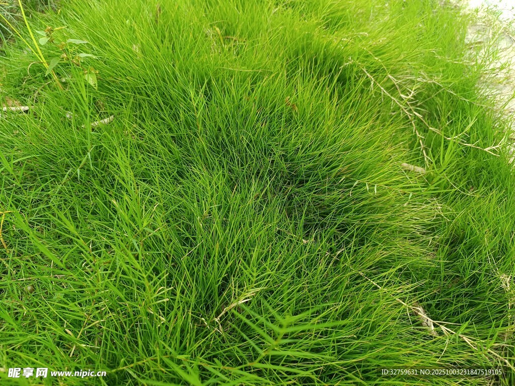 翠绿草地