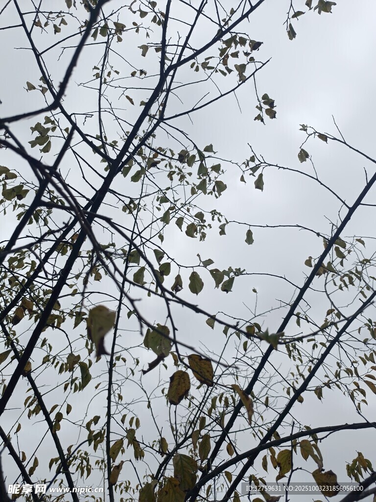 树枝上的稀疏绿叶