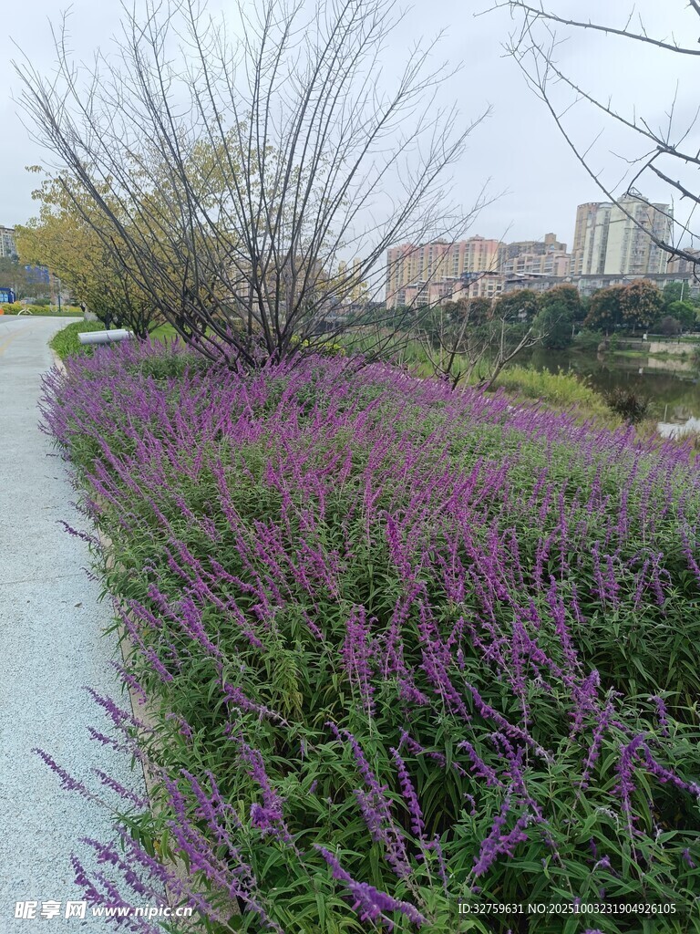 紫色花径
