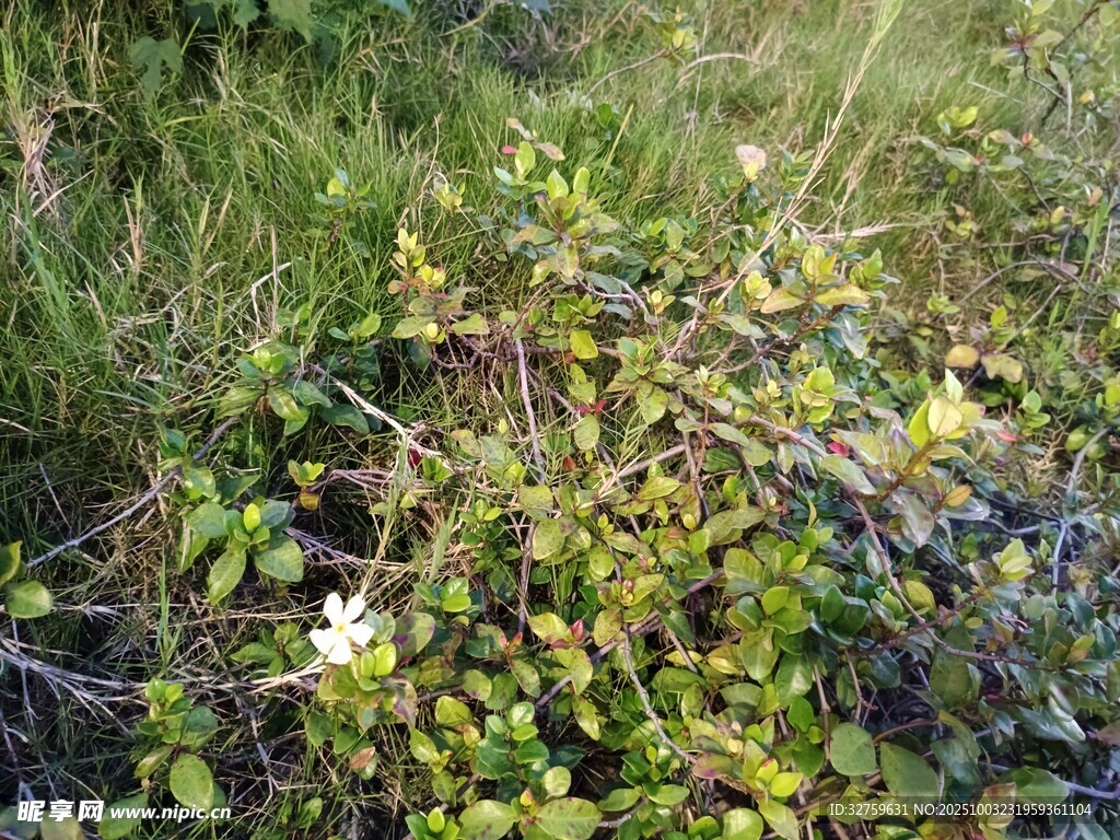 野外绿植景象
