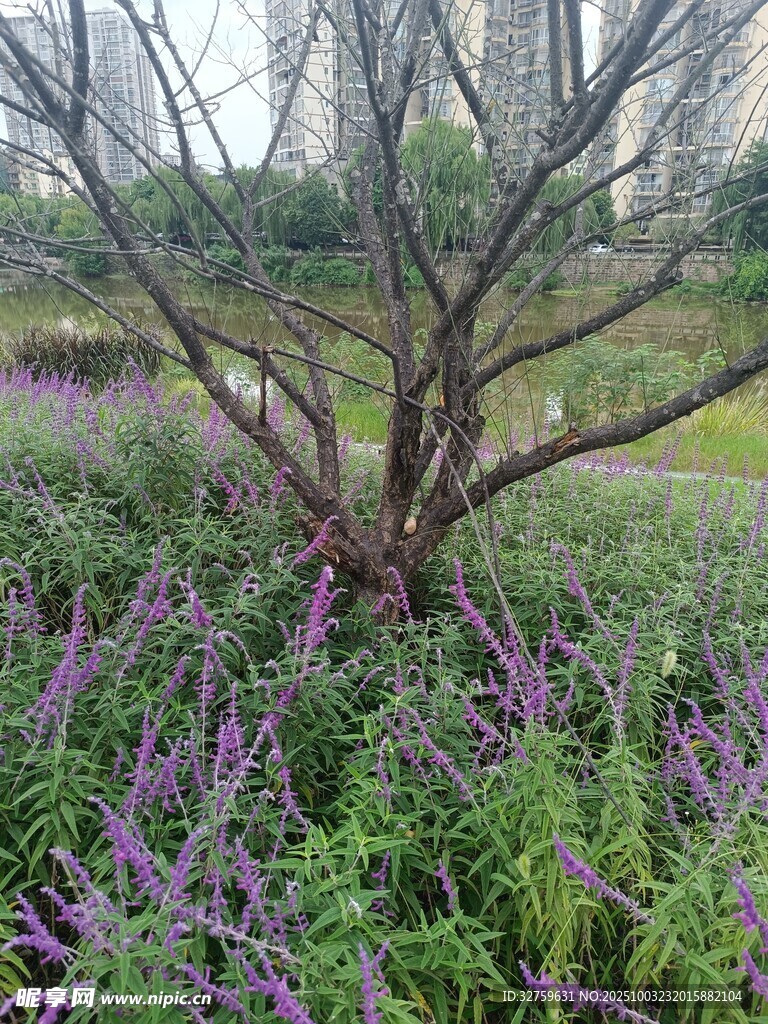 紫色花丛中的光秃树木