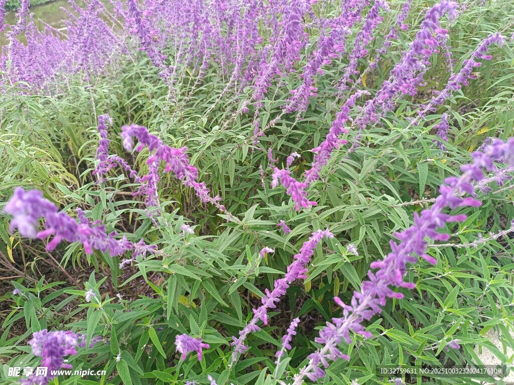 紫色鼠尾草花海美景