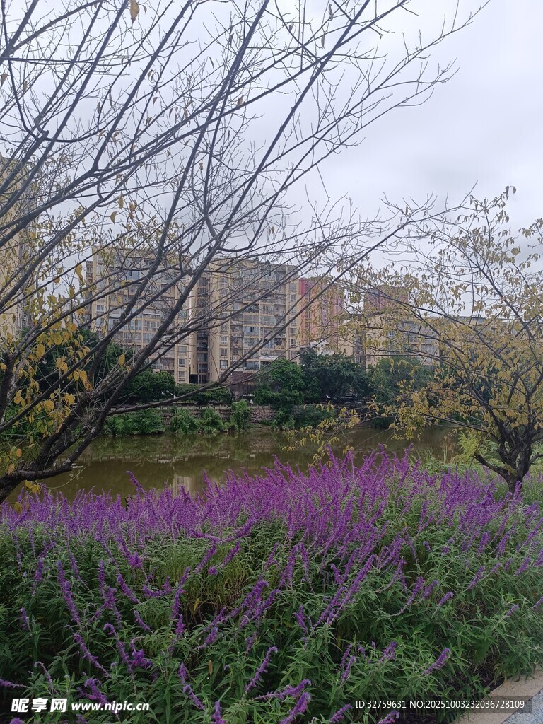 春日紫花绽放的河畔景致