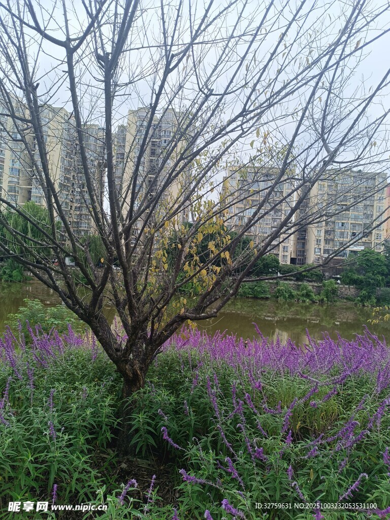 繁花中孤树 