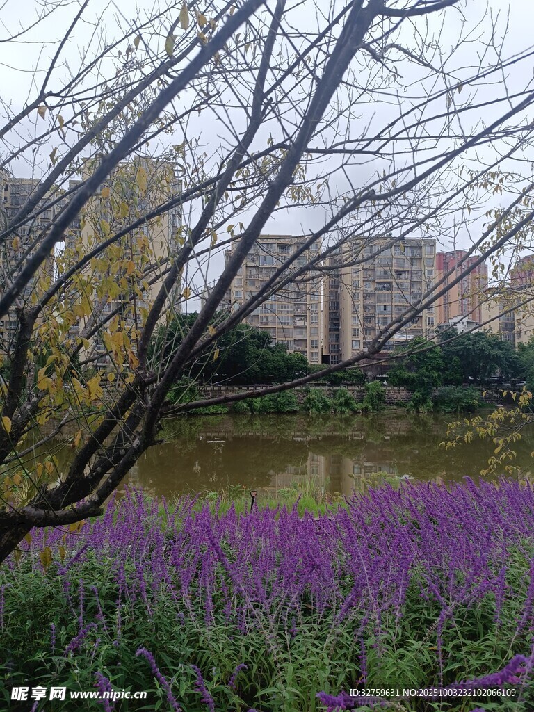 湖畔紫花与楼景