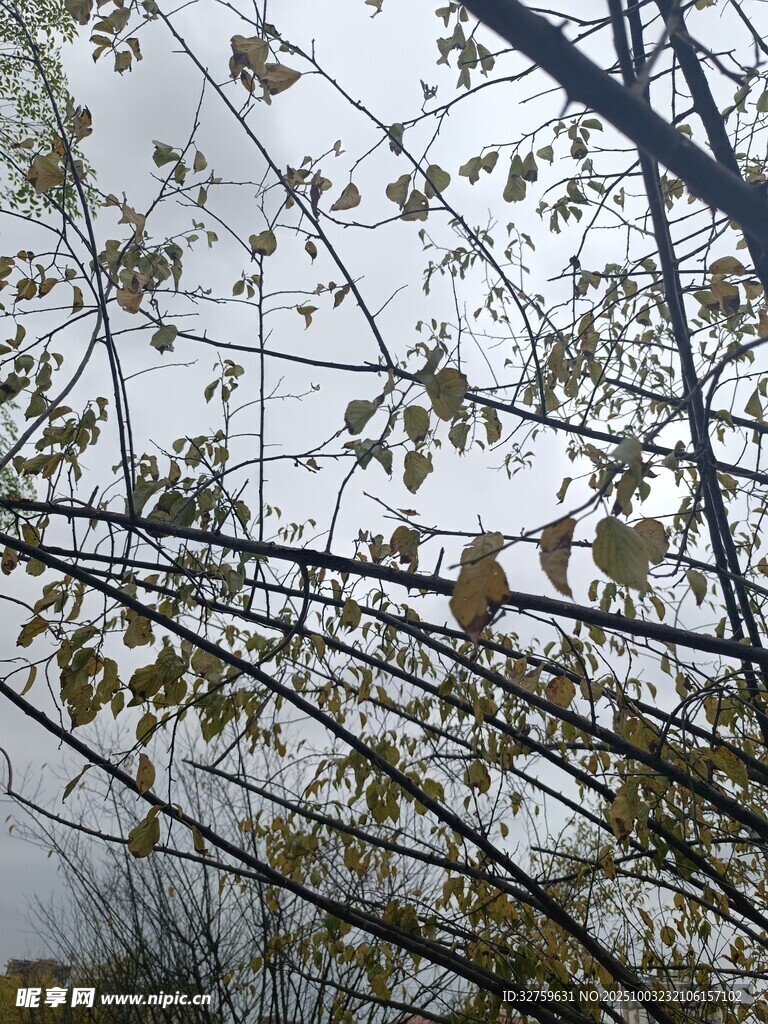雨中树枝与稀疏黄叶
