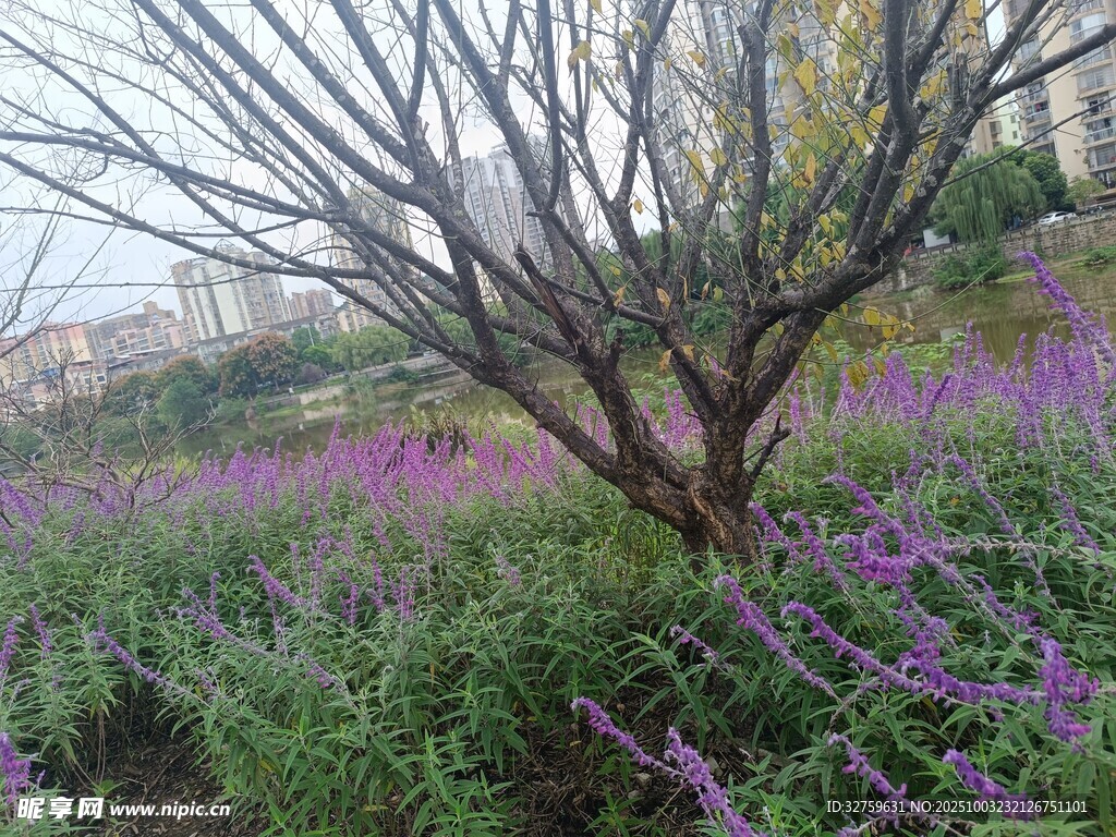 繁花中枯树立于绿野