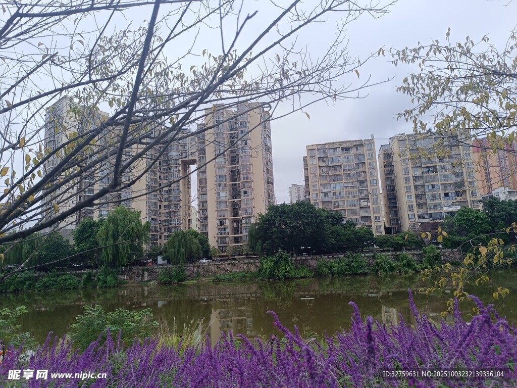 湖畔紫花与林立高楼
