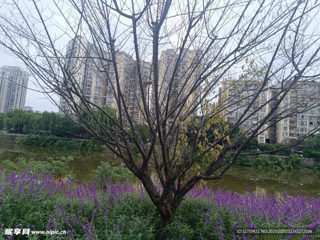 枯树旁的紫色花田美景