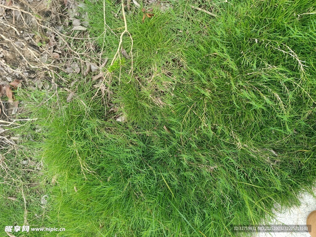 翠绿草地特写