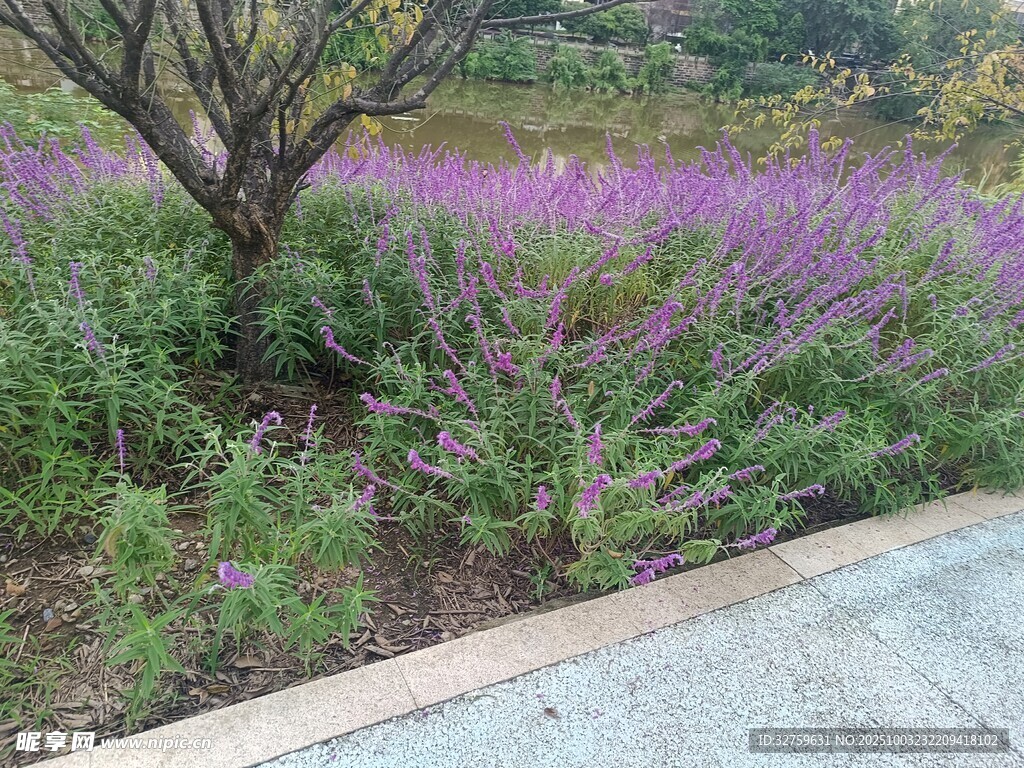 路边紫花绿植景观